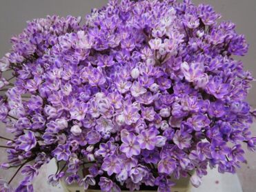 Allium Flocon G Milka