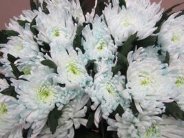 Chr G Topspin G Sweet Blauw