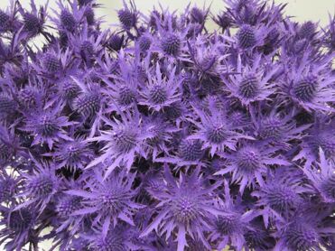 Eryn Orion Paars L50