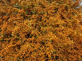 Solidago Oranje