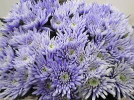 Chr G Topspin Pastel Lilac