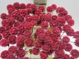 Scabiosa Cerise