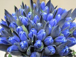 Tulp G Blauw