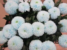 Chr G Superbowl Sweet Blauw