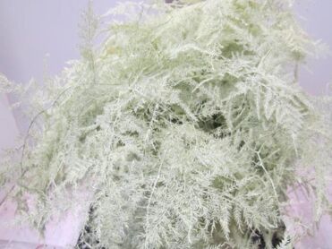 Asp Extra Veer Creme