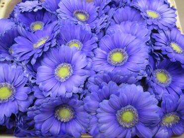 Ge Mi G Pastel Lilac