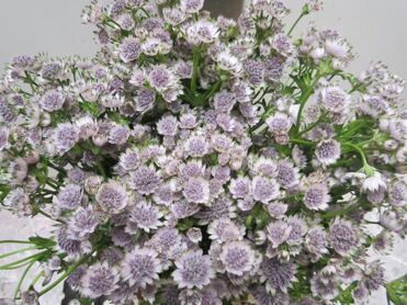 Astrantia Billion Sweet Milka