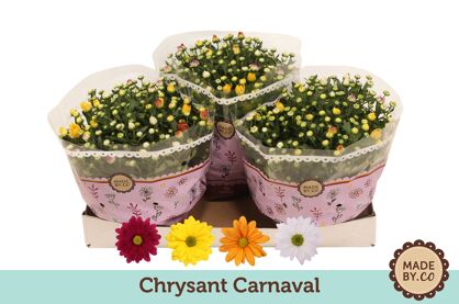 Chrys Gemengd Carnaval