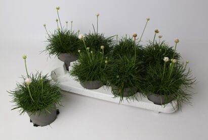 Armeria Maritima Abbey Deep White