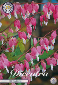Bloembol Dicentra Spectabillis (x1)