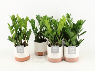 Zamioculcas Zamiifolia Keramiek Milou