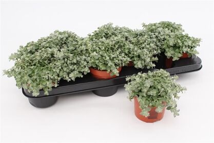 Helichrysum Petiolare