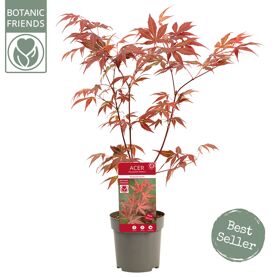 Acer Palm. 'atropurpureum'