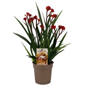 Anigozanthos Beauty Red