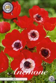 Bloembol Anemone The Caen Rood (x15) 5/6