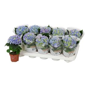 Hydr M Early Blue 1 Kop