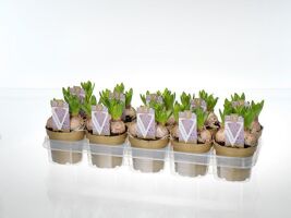 Hya A White Pearl 3pp