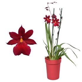 Cambria Nelly Isler Red Velvet 2 Tak