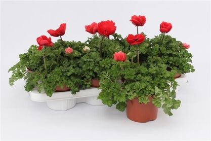 Anemone Cor Harmony Scarlet