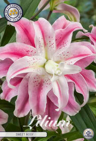 Bloembol Lilium Sweet Rosy (x2) 16/18