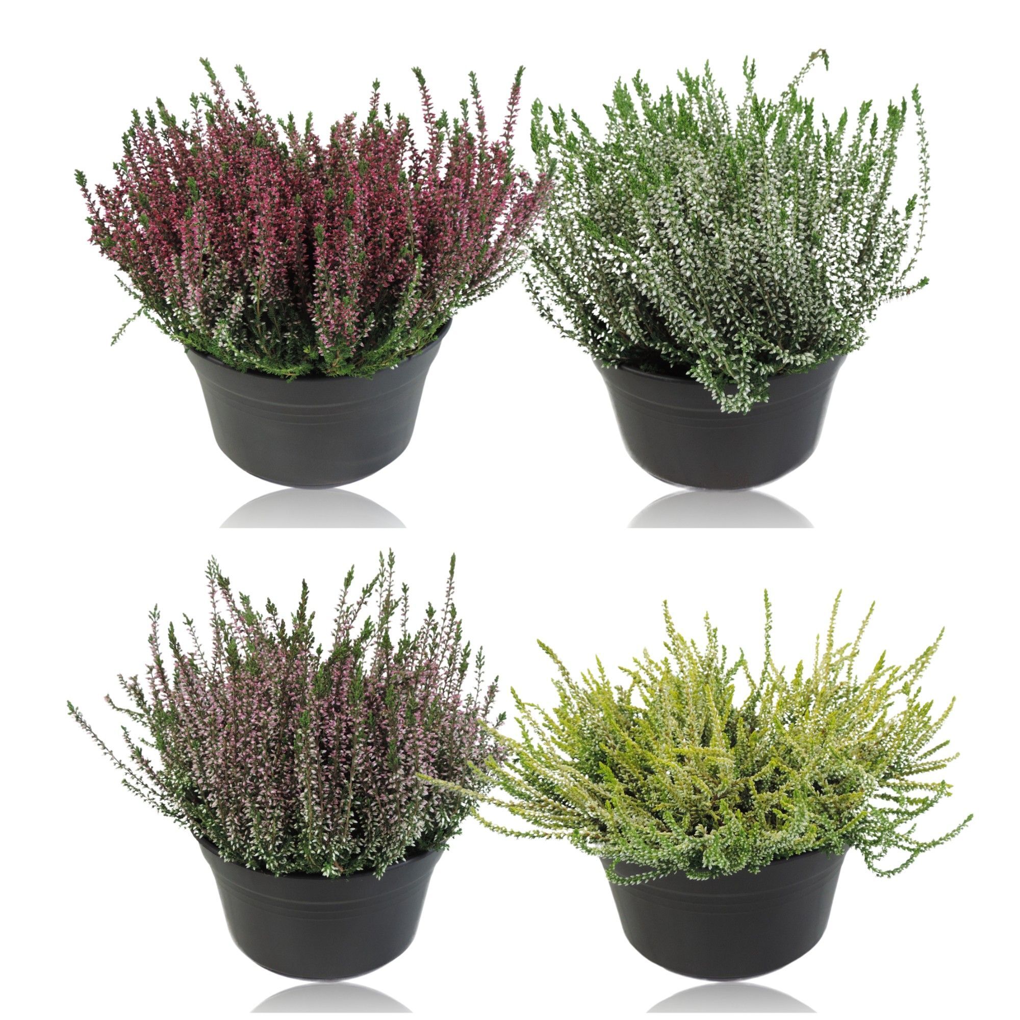 Calluna Garden Girls Gemengd Patio Pot