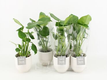 Monstera Deliciosa Keramiek Liv