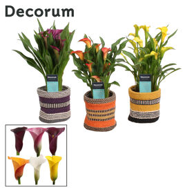 Zant Gemengd 4+ Keramiek Evita