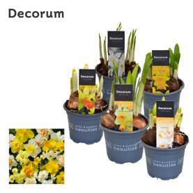 Narcis Gemengd