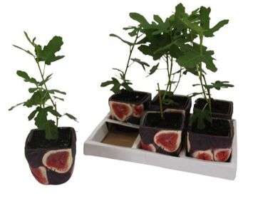 Ficus Carica Keramiek