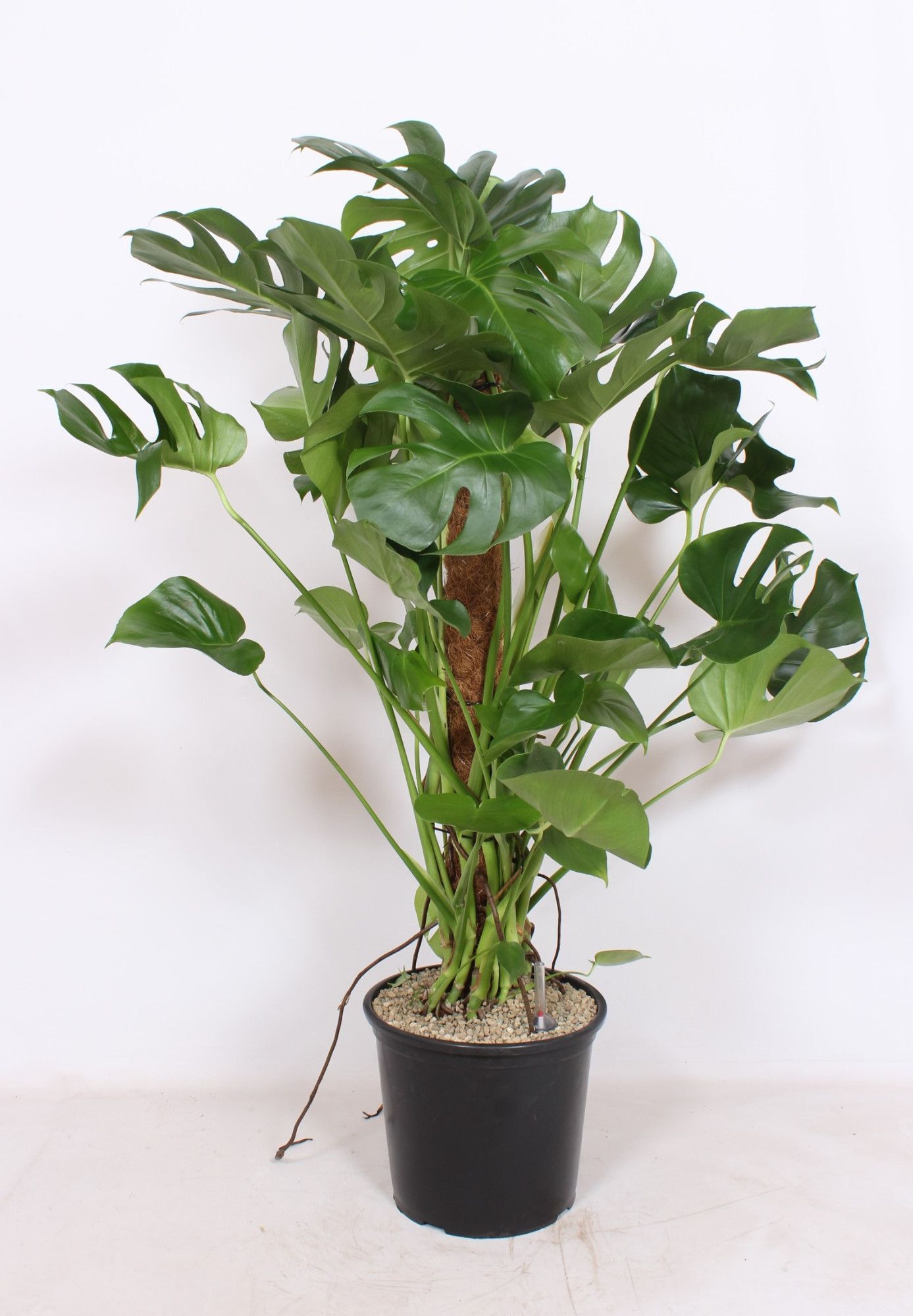 Monstera Deliciosa
