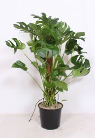 Monstera Deliciosa