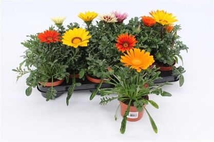 Gazania Gemengd