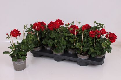 Pel Pelt Donker Rood