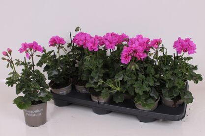 Pel Pelt Lavender