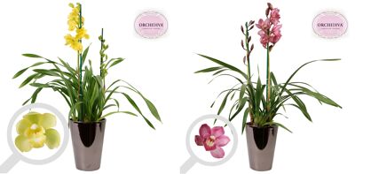 Cymbidium Gemengd 2 Tak Keramiek Brons