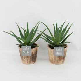 Aloe Arborescens In Wood Bruin