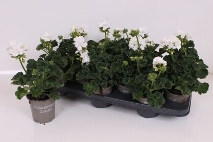 Pel Zon White