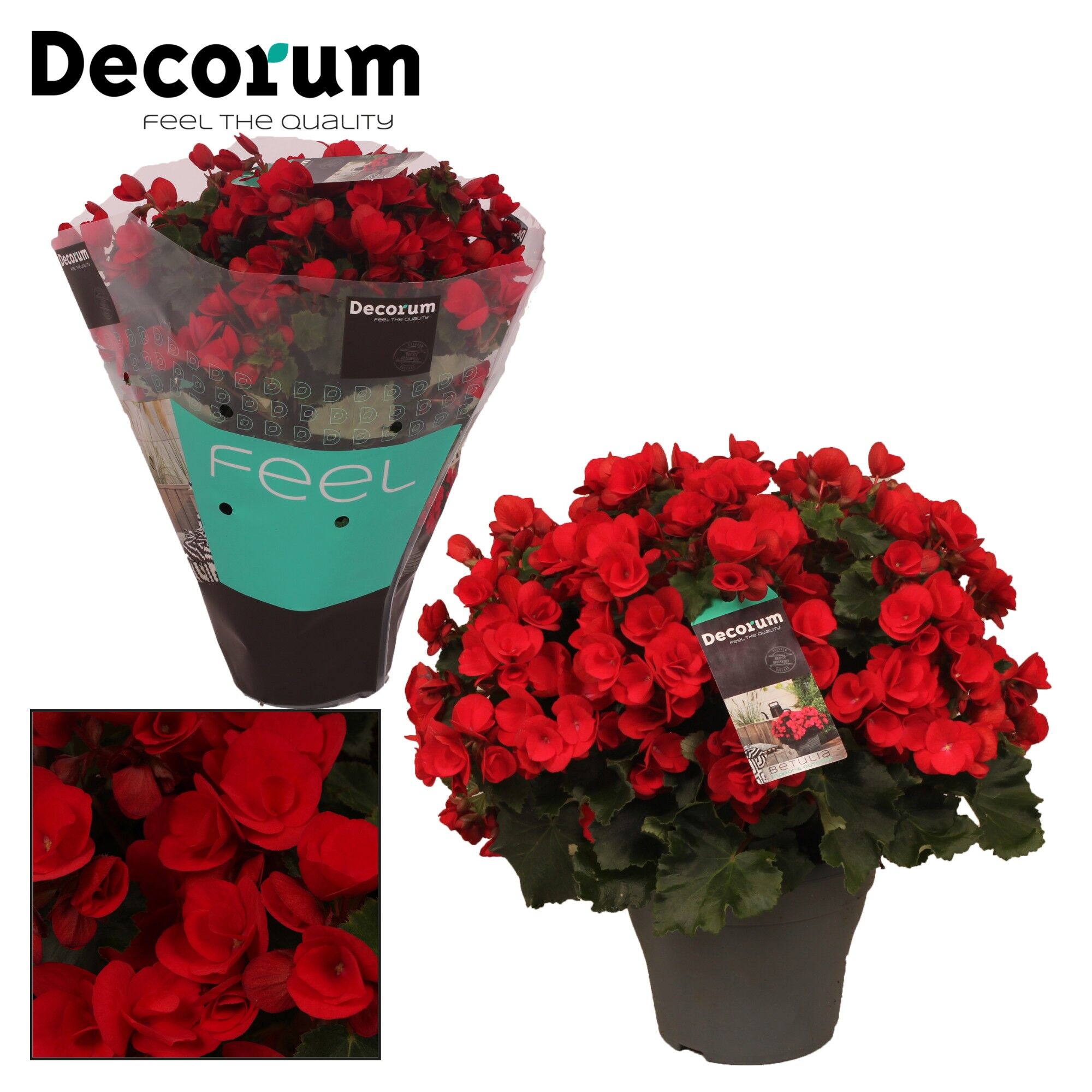 Beg Betulia Rood Outdoor