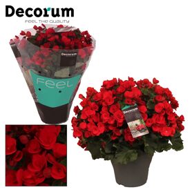 Beg Betulia Rood Outdoor