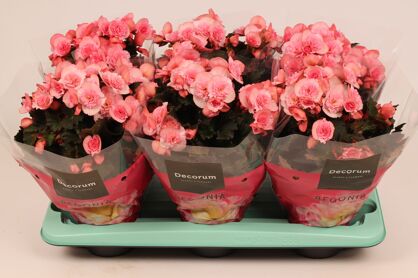 Beg Du Licht Roze Joy