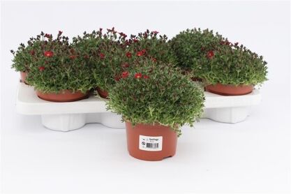 Saxifraga Alpino Peter Pan