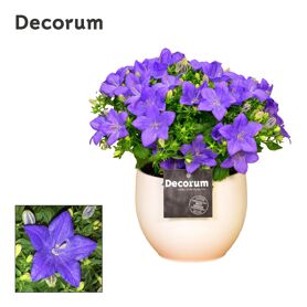 Camp Iso Napoli Keramiek Melanie