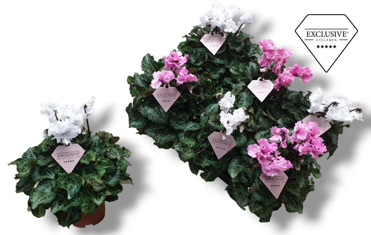 Cycl Per Ss Merengue Gemengd Roze & Wit Exclusive