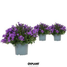 Camp Addenda Ambella Intens Purple