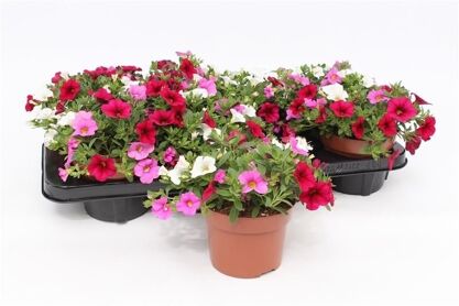Calibrachoa Trio Pink Paradise