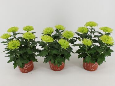 Chrys Anastasia Lime