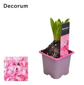 Hya A Pink Pearl 1pp