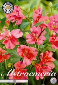 Bloembol Alstroemeria Red (x2)