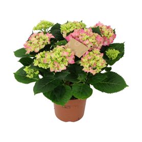 Hydr M Early Rosa 9-10 Kop