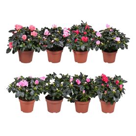 Rhodo Si Gemengd